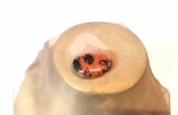 Maholiss - <p><strong>MAHAGONIOBSIDIAN Anhänger</strong></p><p><strong>Größe: 3 cm x 2 cm </strong></p><p><strong>Schmuck mit positiver Wirkung auf Körper & Seele.</strong></p><p>Aufladen: Sonne, Kristallgruppe</p><p>Entladen: Wasser, Hämati<strong>t</strong></p><p><strong>Symbolfoto Farbe kann etwas abweichen!</strong></p><p>nachgesagte heilende Wirkungen<br />+bekämpft Allergien, Darm, Durchblutung,<br />+Magen & Verdauung, Entzündung, beschleunigt die Wundheilung<br />+Konzentration & logisches Denkvermögen<br />+fördert Antrieb & setzt Energie für Positives frei<br />Mahagoni-Obsidian beschert Ausgeglichenheit und schütz vor Ängsten. Zudem verleiht dieser Heilstein wieder geistigen Antrieb und steigert das logische Denkvermögen sowie die Konzentration.</p>